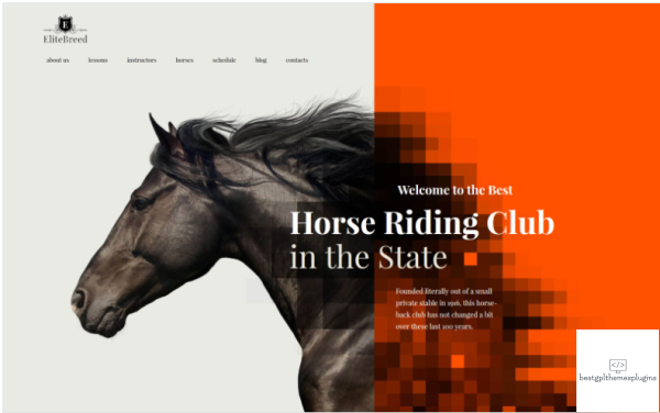 Elite Breed Equestrian Horse Riding Club WordPress Theme