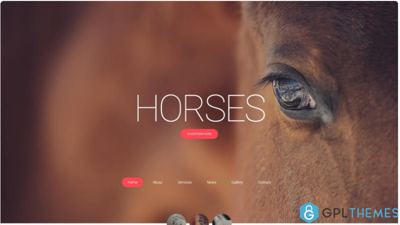 Horses Horse Responsive Creative HTML Website Template 1