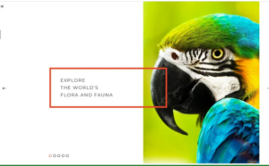 Zoo - Flora & Fauna Responsive Joomla Template