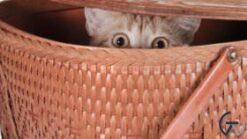 WPMU DEV BuddyPress Hide Widgets 1.0.5