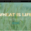 Wheattico - Crop Farm Responsive WordPress Theme 3 Wheattico Crop Farm Responsive WordPress Theme